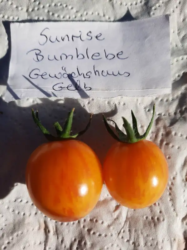 Tomaten: -Sunrise Burnblebe Artisam