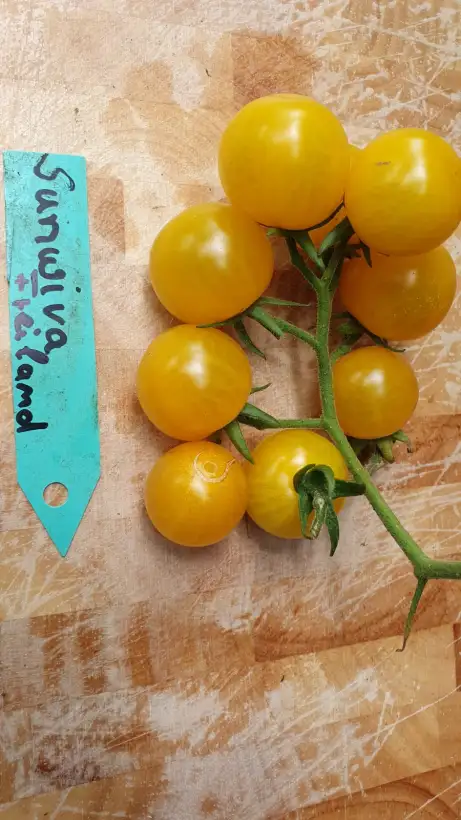 Tomaten: -Sunviva - Freiland