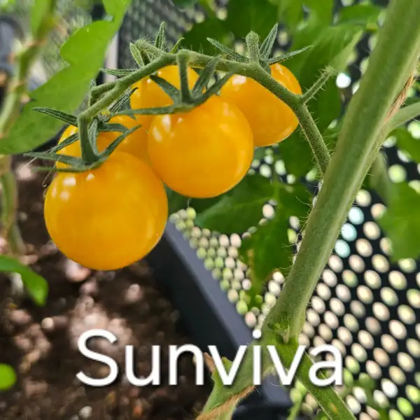 Tomaten: * Sunviva