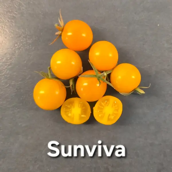 Tomaten: * Sunviva