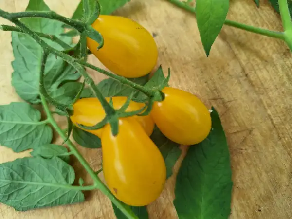 Tomaten: -Sweet Beverley - Freiland