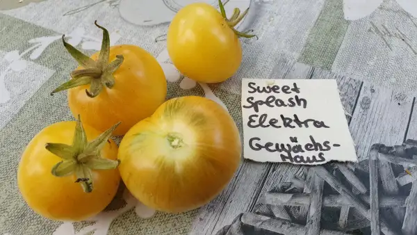 Tomaten: -Sweet Splash Elektra