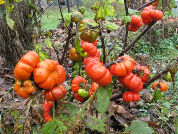 Paprika: Äthiopische Eierfrucht, essbare paprikaähnliche Frucht. 1 Meter hoher Busch