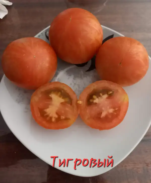 Tomaten: Тигровый/Tigrowyi