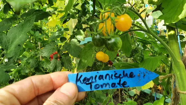 Tomaten: -Tindindogo - Kenianische Wildtomate,Massenträger, Freiland