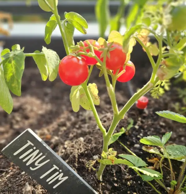 Tomaten: * Tiny Tim