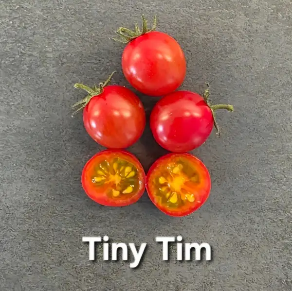 Tomaten: * Tiny Tim