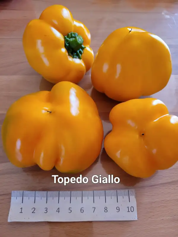 Chili / Paprika: "Tomatenpaprika gelb Topedo Giallo"	70cm	gelb