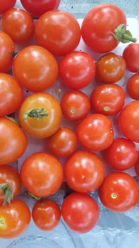 Tomaten: -Tumbling Tom Red - 30cm