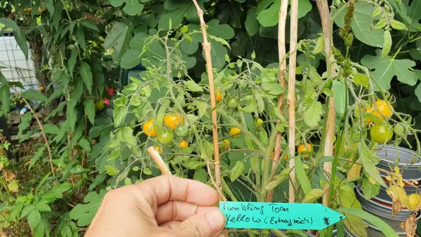 Tomaten: -Tumbling Tom Yellow - 30cm