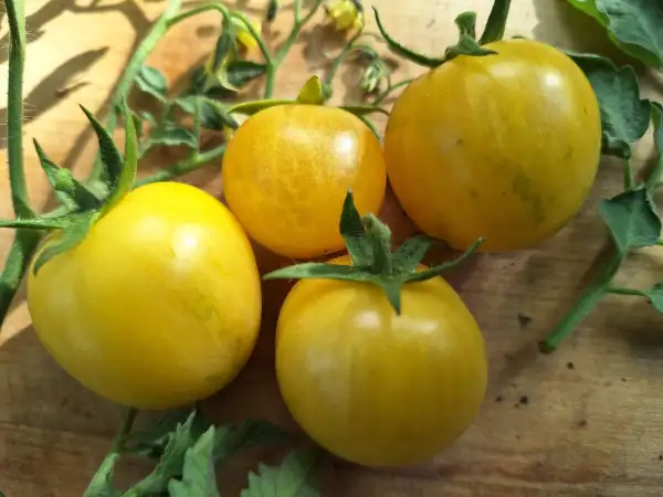 Tomaten: -Tupaz - Freiland