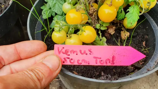 Tomaten: -Venus - 50cm