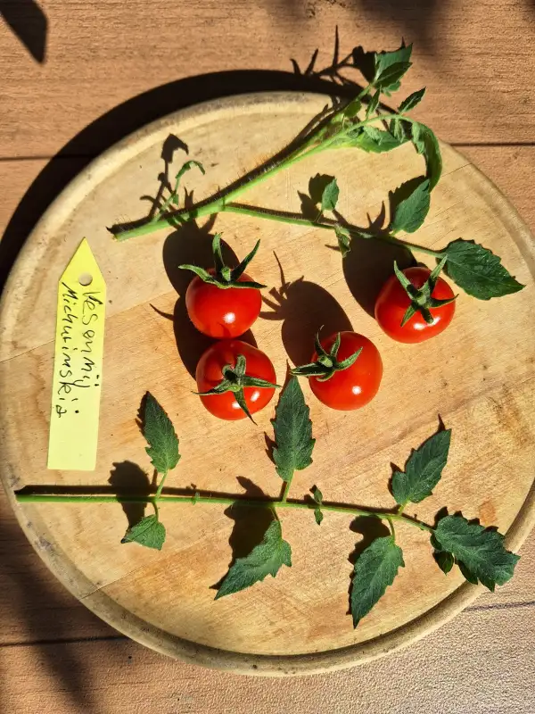 Tomaten: -Vesennij Michurinskij - Multiflora