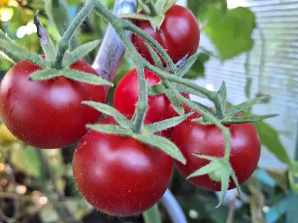 Tomaten: -Vivaroma - Freiland