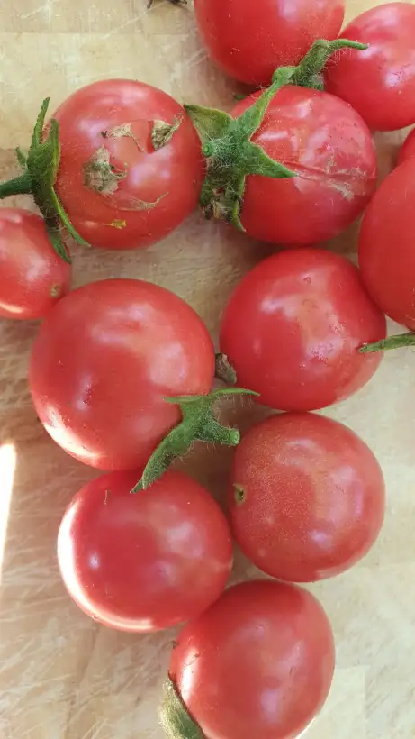 Tomaten: -Whippersnapper - 30cm