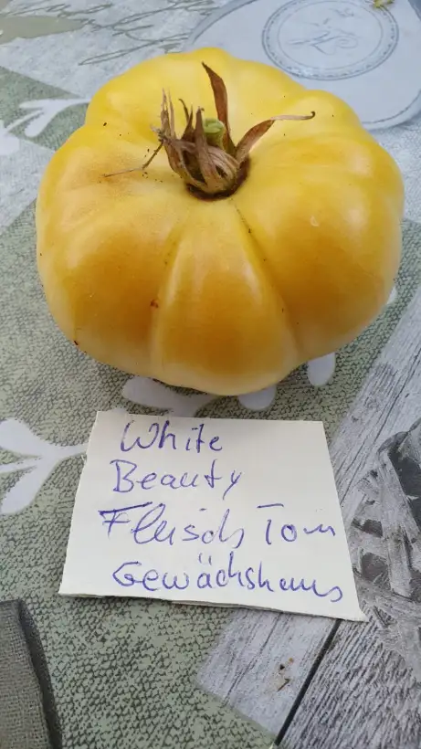 Tomaten: -White Beauty