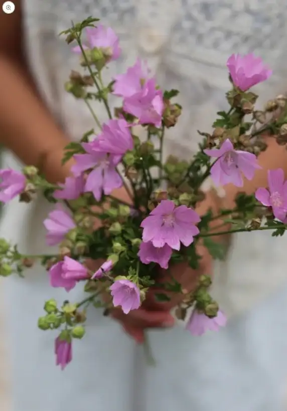 Blumen: * Wilde Malve rosa