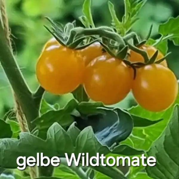 Tomaten: * Wildtomate (gelb)