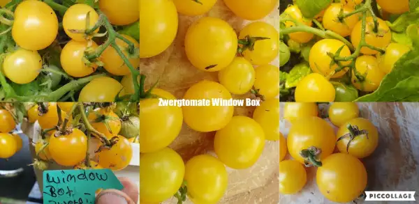 Tomaten: -Window Box Yellow - 50cm