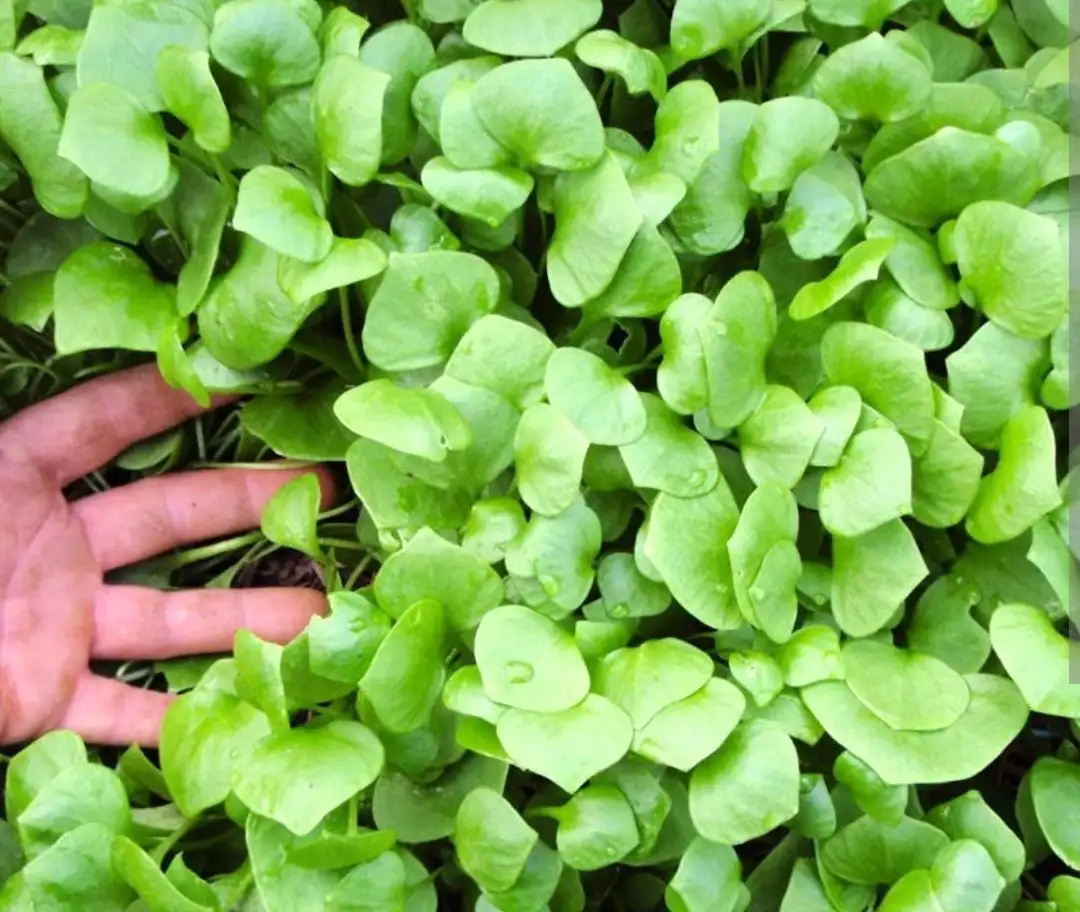 Salate: "Winterpostelein"