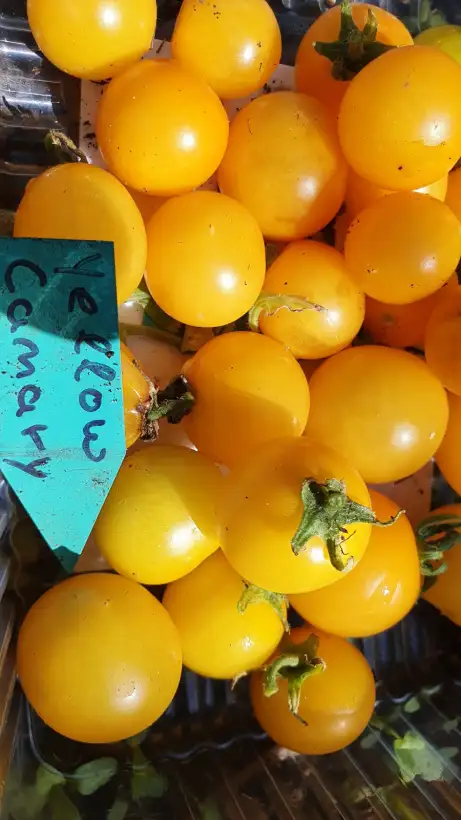 Tomaten: -Yellow Canary - 30cm