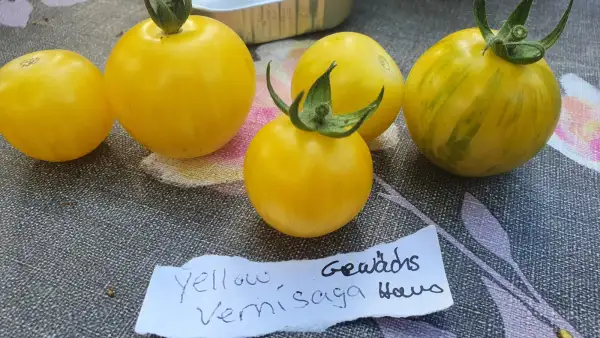 Tomaten: -Yellow Vernissage