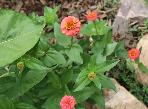 Blumen: * Zinnie Lilliput pink
