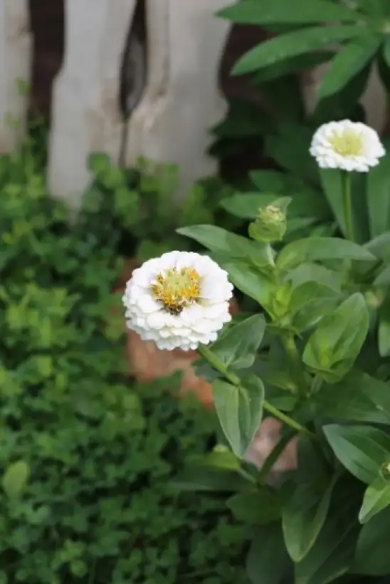 Blumen: * Zinnie Lilliput white