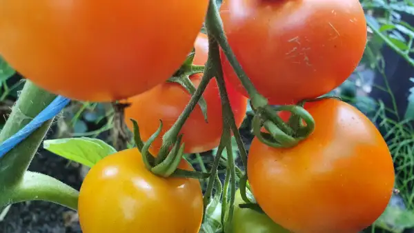 Tomaten: -Zlatava - Freiland