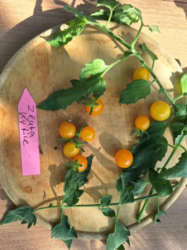 Tomaten: -Zluta Kytice - Multiflora