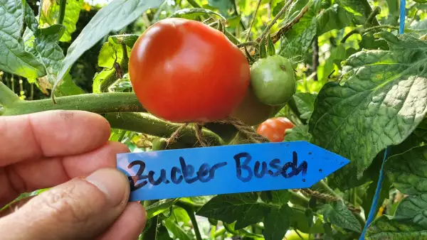 Tomaten: -Zucker Busch Freiland