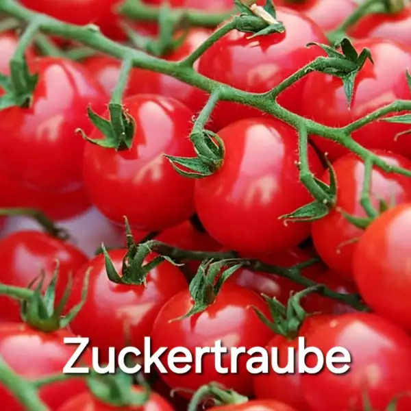 Tomaten: * Zuckertraube