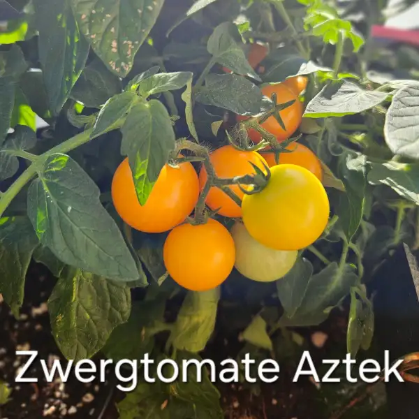 Tomaten: * Zwerg-/Topftomate Aztek (gelb)