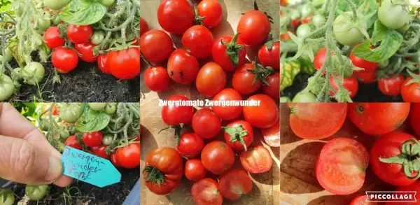 Tomaten: -Zwergenwunder - 20cm