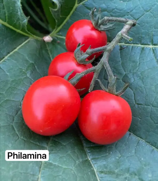 Tomaten: 1. Philamina