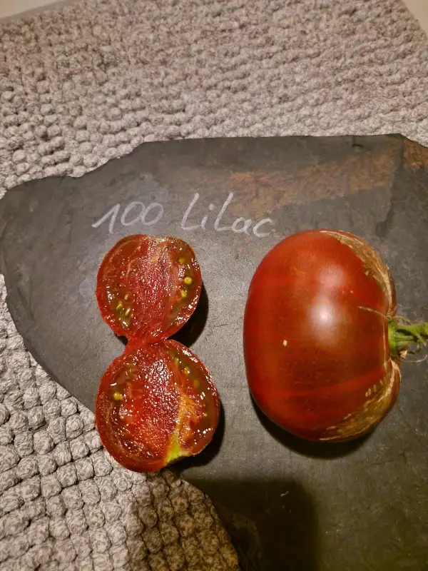 Tomaten: 100 Lilac