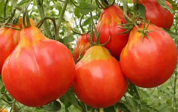 Tomaten: 100 Pudov