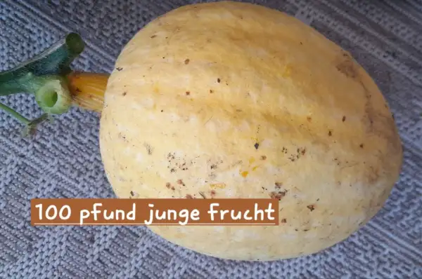 Kürbisse: 100Pfund