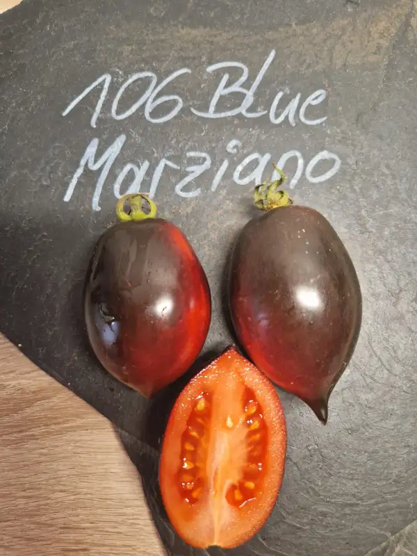 Tomaten: 106 Blue Marziano