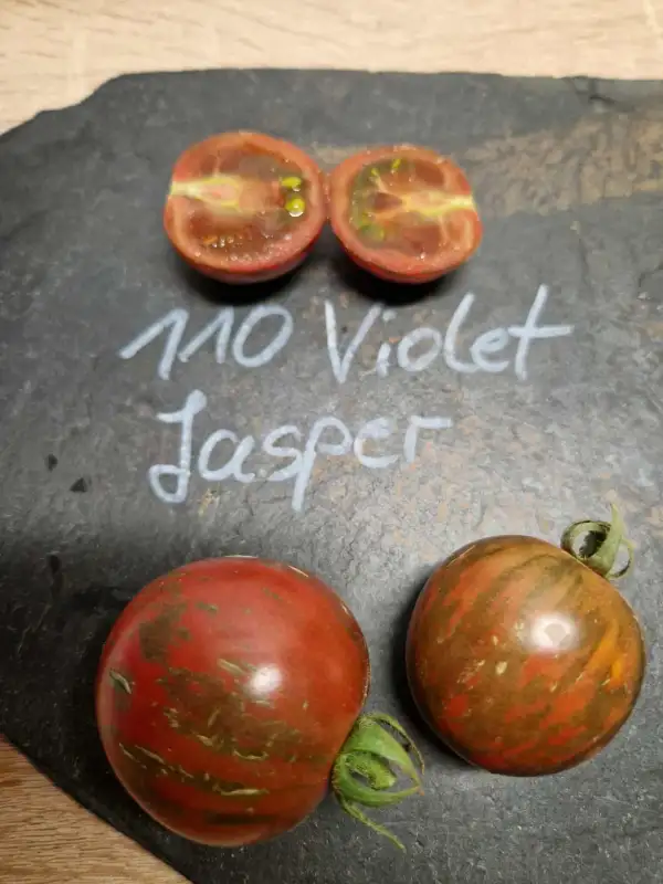 Tomaten: 110 Violet Jasper