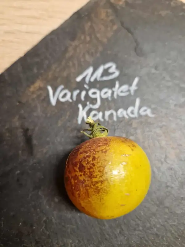 Tomaten: 113 Varigatet Kanada