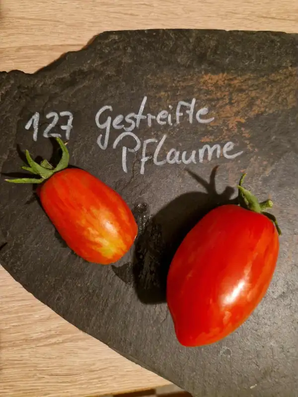 Tomaten: 127 Gestreifte Pflaume