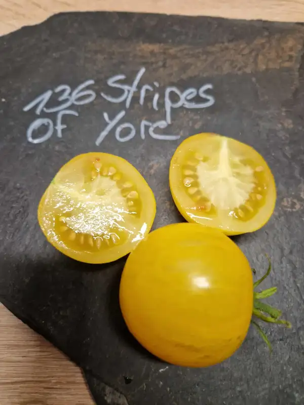 Tomaten: 136 Stripes Of Yore