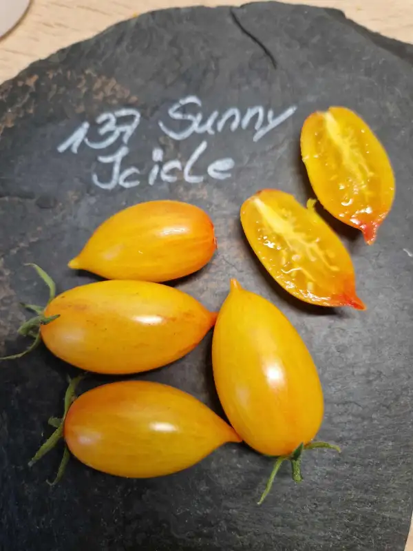 Tomaten: 137 Sunny Icicle
