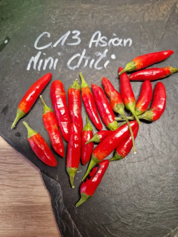 Chili / Paprika: 13C Asian Mini Chili