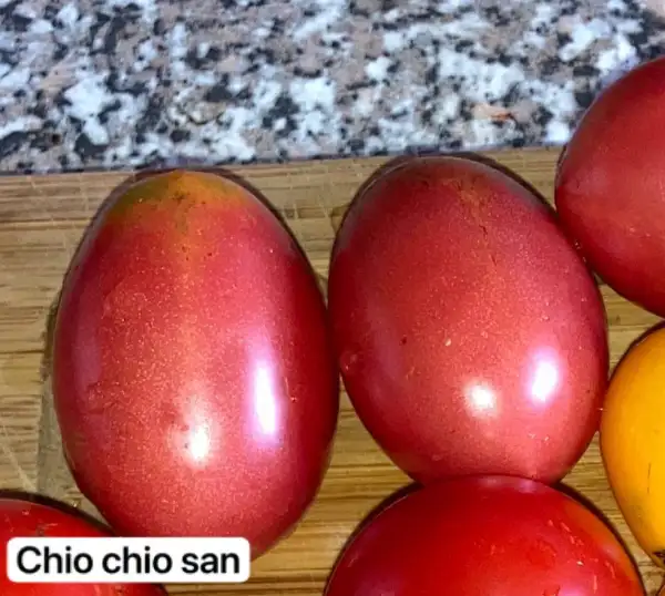 Tomaten: 14. Chio Chio San