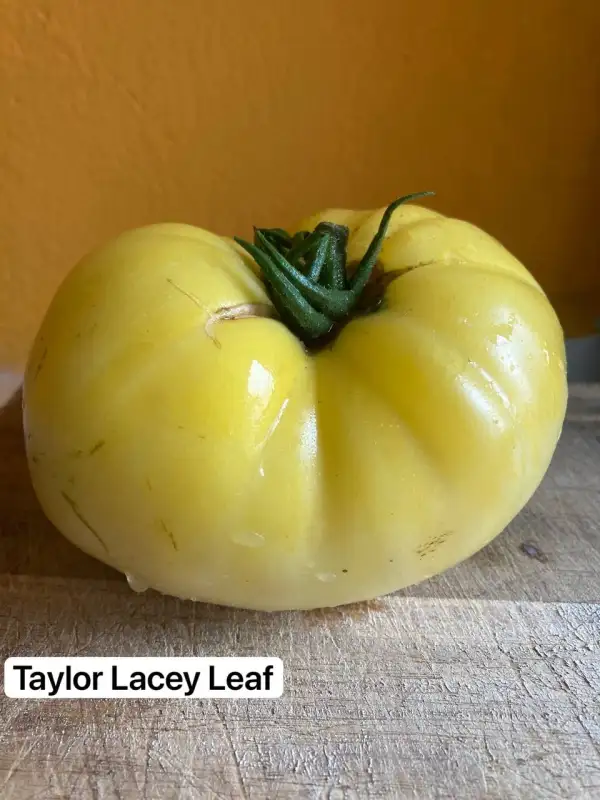 Tomaten: 15. Taylor Lacey Leaf