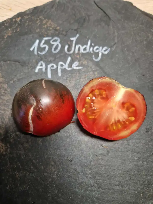 Tomaten: 158 Indigo Apple