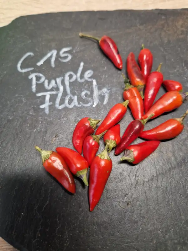 Chili / Paprika: 15C Purple Flash