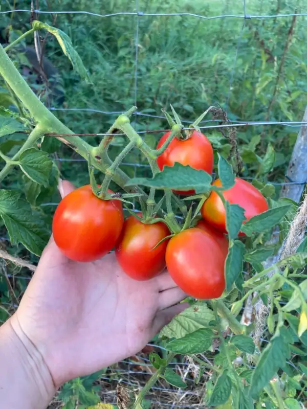 Tomaten: 16. De Berao Rot